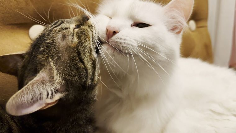 Esta conducta ayuda a reducir el estrés en los gatos y fortalecer la relación con las personas. Foto: Shutterstock