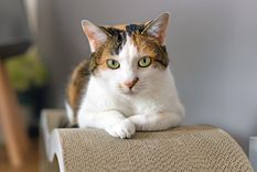 Cómo hacen los gatos para regresar a casa sin perderse en el camino Los gatos suelen salir de casa y luego vuelven. Foto: Shutterstock