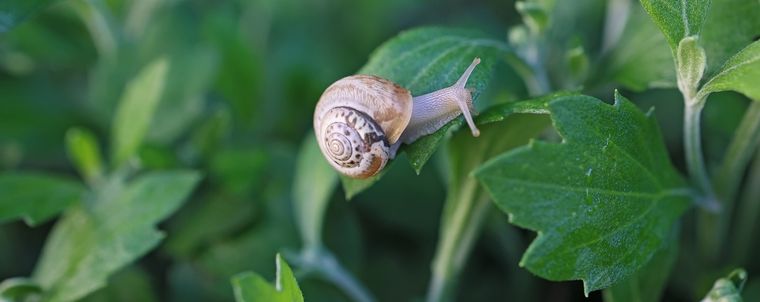 caracol Molestos huéspedes. Foto: Fuente: Shutterstock