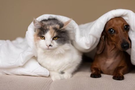 En el resto del mundo se celebra el 4 de octubre. Foto: Freepik