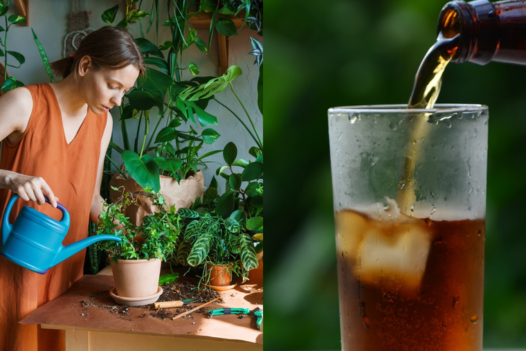 JARDÍN LOS REFRESCOS PUEDEN SER DE GRAN AYUDA EN LAS TAREAS DEL JARDÍN. Foto: SHUTERSTOCK