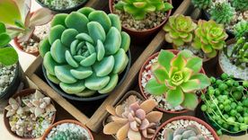 Las suculentas son muy resistentes. (Shutterstock). Las suculentas son muy resistentes. (Shutterstock).