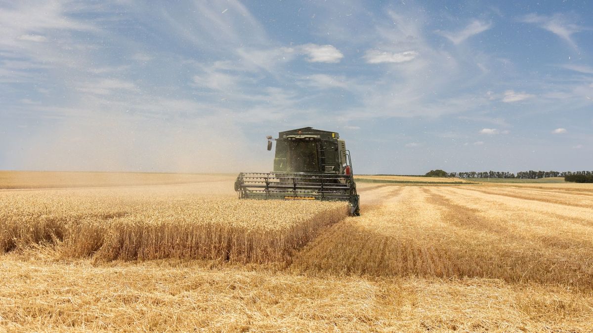 El maíz eleva sus proyecciones y la cosecha podría alcanzar las 61 millones de toneladas