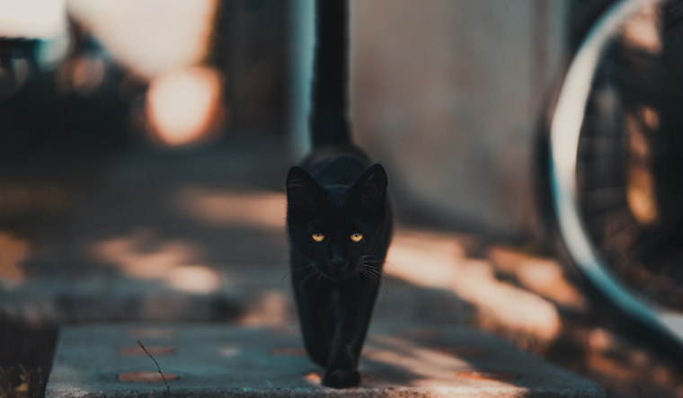 Los gatos negros deben ser cuidados durante octubre, al igual que los blancos Foto: Pexels