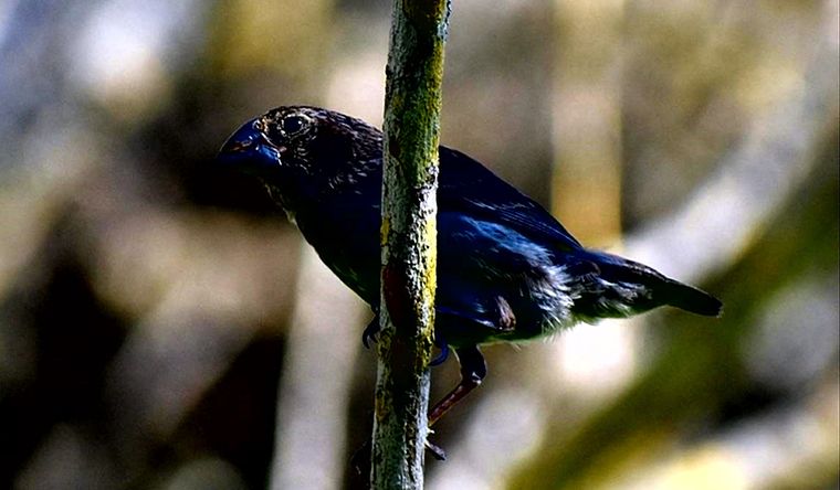 Los pinzones de Darwin son muy estudiados por los biólogos. Foto: Efe.