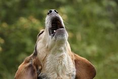 El ladrido de los perros puede tener diversas interpretaciones y conocer qué le pasa a tu perro es muy importante. Nosotros te ayudamos Foto: freepik