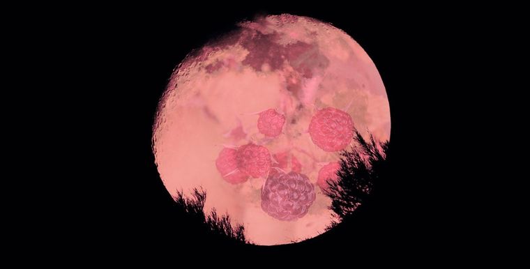 También llamada Luna de fresa.