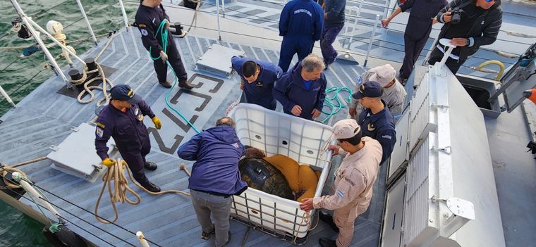 El tortugo Jorge fue liberado a 18 kilómetros de la costa. Foto: Prefectura Argentina