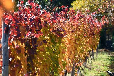 MDZol | El sector vitivinícola es uno de los más afectados por la falta de agua y la inadecuada administración del recurso. Foto: ALF PONCE MERCADO / MDZ