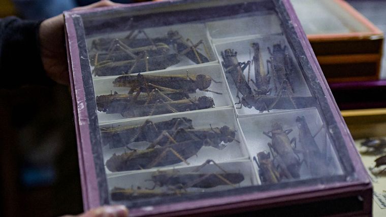 La colección posee hasta un apartado de langostas gigantes. La colección posee hasta un apartado de langostas gigantes.