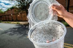 Mosquitos modificados ya fueron soltados en Sao Paulo, Brasil. Foto: NClima.