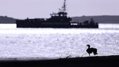 El gobierno británico desafía a Milei por las islas Malvinas.