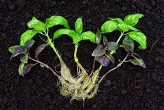 Con este sencillo truco podrás tener esquejes fuertes y saludables Foto: Shutterstock