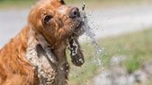 Mascotas en verano: los perros pueden sufrir golpes de calor. Foto: Shutterstock Mascotas en verano: los perros pueden sufrir golpes de calor. Foto: Shutterstock