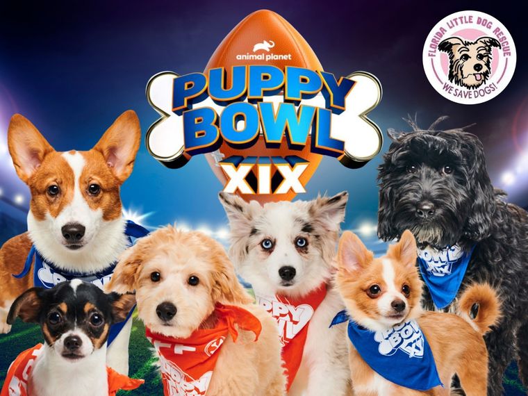 MASCOTAS EL PUPPY BOWL ES ORGANIZADO POR ANIMAL PLANET Foto: ANIMAL PLANET