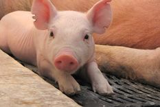 Imagen ilustrativa Imagen ilustrativa