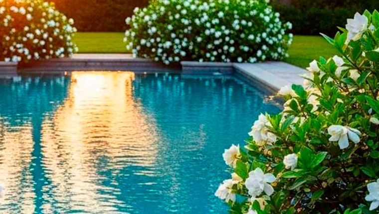Gardenia: el aroma de las flores se percibe a la distancia, por lo que es ideal para perfumar una pileta.