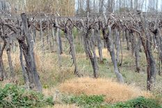 Foto: Pachy Reynoso/MDZ