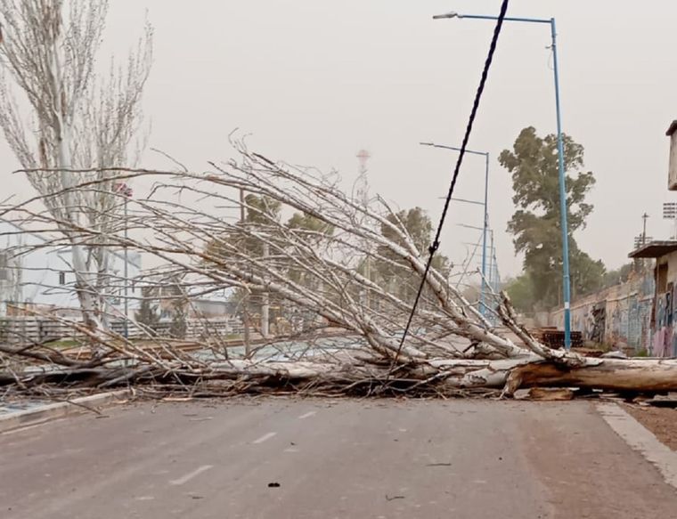 El temporal con viento Zonda provocó la caída de árboles y dejó heridos en distintas localidades. 