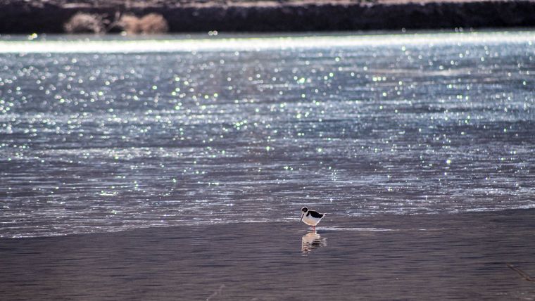 Un pájaro sediento tomando agua del Dique Potrerillos congelado Un pájaro sediento tomando agua del Dique Potrerillos congelado