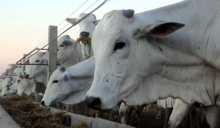 vacas ganado vacuno El ganado vacuno impacta fuertemene en el medio ambiente. Foto: Efe.