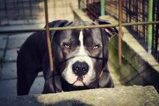 El perro había mordido a la madre del agresor Foto: Pixabay Cseszka El perro había mordido a la madre del agresor Foto: Pixabay Cseszka