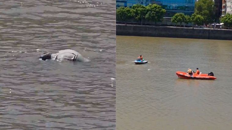 El cadáver flotando en Puerto Madero.