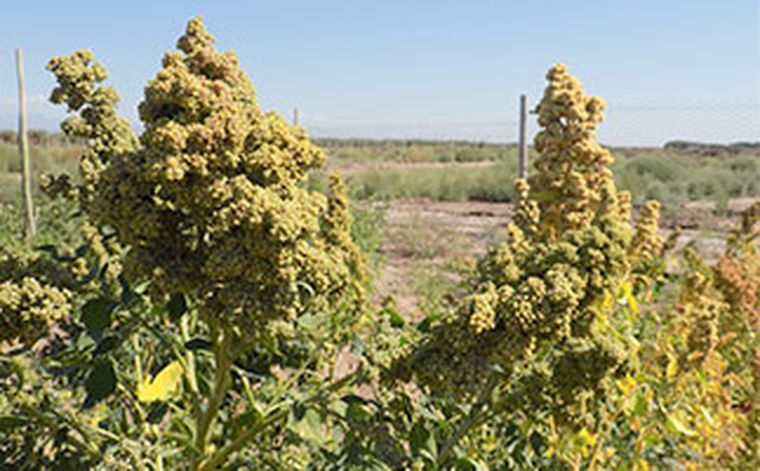 Foto: www.umaza.edu.ar