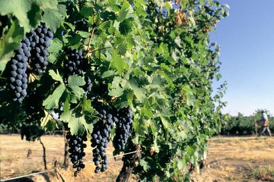 MDZol | Para continuar siendo una provincia productiva es crucial avanzar hacia un modelo integral de cuidado del agua.