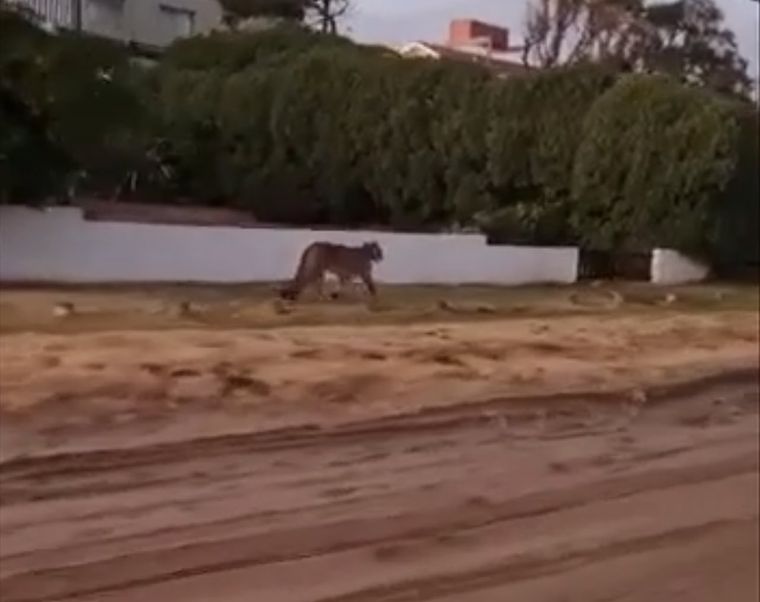 Foto: Twitter: @Mataco01117717