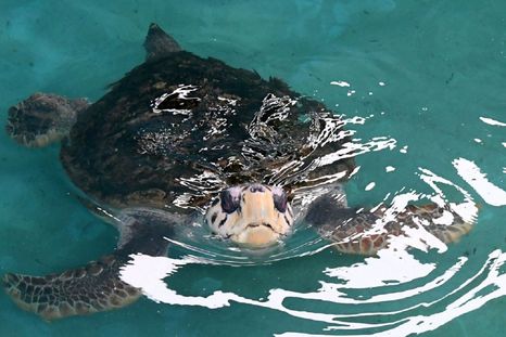 El tortugo Jorge durante su entrenamiento en Mar del Plata. Foto: Télam El tortugo Jorge durante su entrenamiento en Mar del Plata. Foto: Télam
