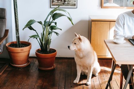Estas tres plantas de interior son ideales para los perros. Estas tres plantas de interior son ideales para los perros.