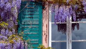 Glicinia o flor de pluma (wisteria sinensis) es una planta trepadora muy apreciada en los jardines clásicos que se adapta a distintos climas. Foto: clara.es