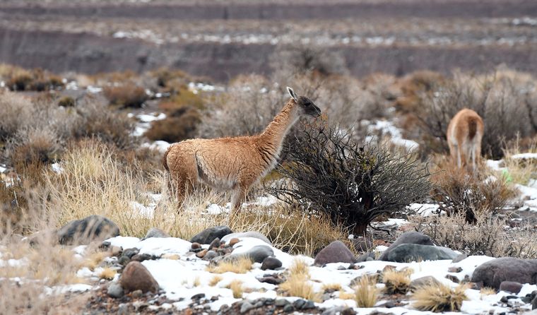 La cordillera blanca, los guanacos, el vuelo de los cóndores y el silencio del invierno convierten el viaje por la Ruta 7 en una experiencia diferente. La cordillera blanca, los guanacos, el vuelo de los cóndores y el silencio del invierno convierten el viaje por la Ruta 7 en una experiencia diferente.