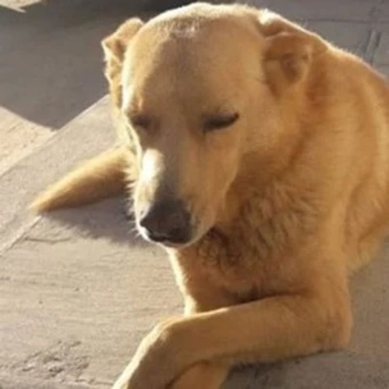 Rubio, el perrito que vivía en la calle