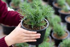 Esto es lo que debes hacer cuidar la planta de romero Foto: Shutterstock