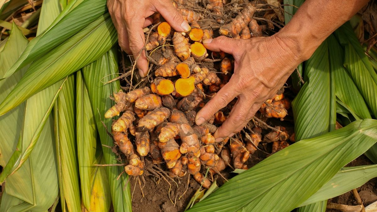Estas son las plantas más populares a la hora de cuidar el h