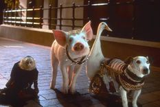 Sin duda, la película Babe, el chanchito valiente ha marcado la infancia de muchas personas.