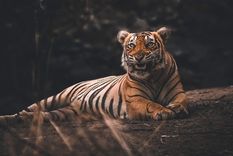 ney york: tigresa del zoo contrae coronavirus a traves de un cuidador infectado