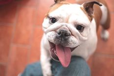 MASCOTAS Los perros conforman una de las mascotas más buscadas en el mundo Foto: archivo