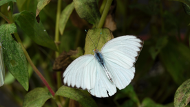 En cada cultura, hay una creencia respecto de la mariposa blanca. Conocela aquí.