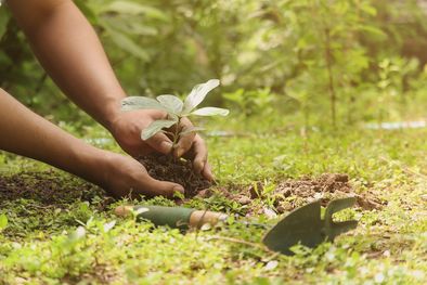 MDZol | El agua de esta legumbre es un poderoso fertilizante para las plantas Foto: sHUterstock