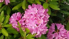 La flor que aporta color al jardín. La flor que aporta color al jardín.