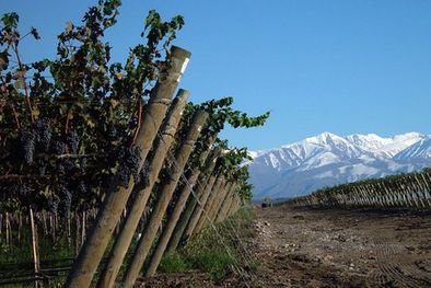 MDZol | Viñas y montañas en el valle.