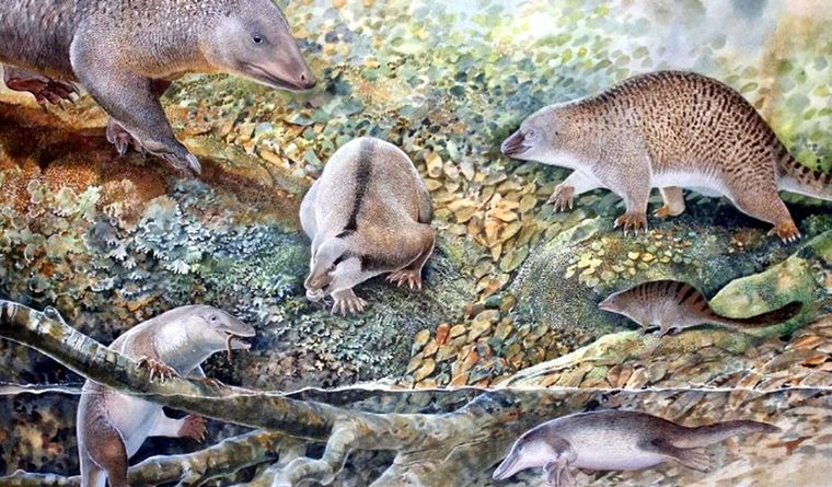 Seis monotremas vivieron en el mismo lugar al mismo tiempo, hace 100 millones de años. Foto: Efe.