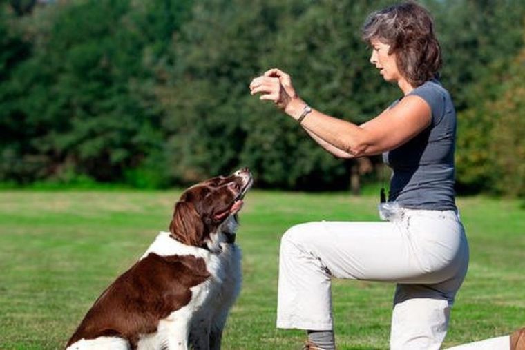 Perro Perro entrenando con alfabeto manual Foto: Purina Latam