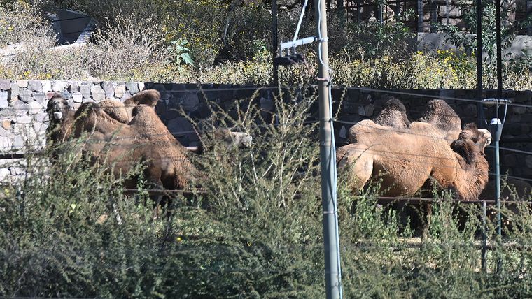 Más de 1.600 animales fueron derivados del exZoo a santuarios o a lugares con Más de 1.600 animales fueron derivados del exZoo a santuarios o a lugares con