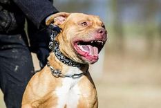 Un pitbull atacó a una jubilado y a su hija cuando fue a auxiliarlo