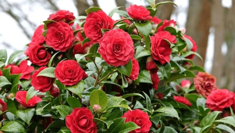 Cómo florecer tu jardín en invierno (Shutterstock).