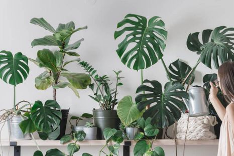 Las plantas de interior ayudan a renovar el oxígeno de tu hogar. Foto: Shutterstock Las plantas de interior ayudan a renovar el oxígeno de tu hogar. Foto: Shutterstock